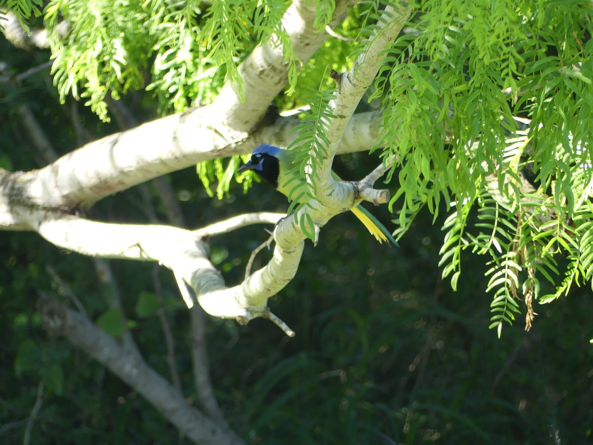 Green Jay - Anna Stalcup