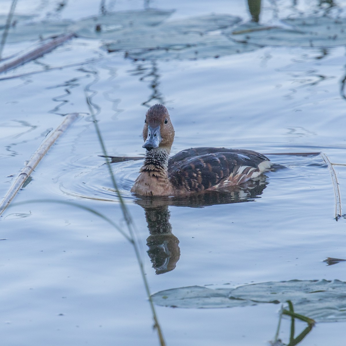 Fulvous Whistling-Duck - ML152202531