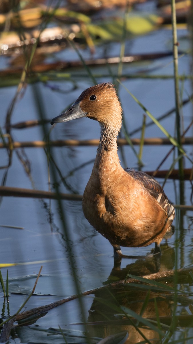 Fulvous Whistling-Duck - ML152202571