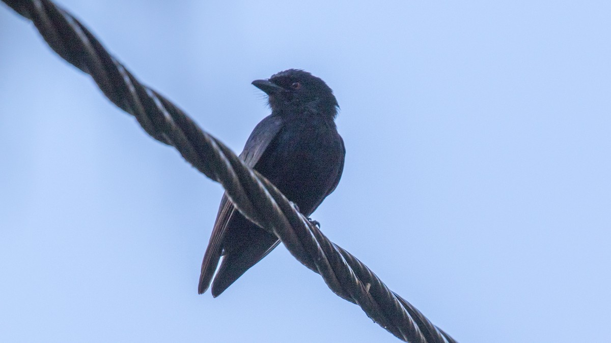 Fork-tailed Drongo - ML152202791