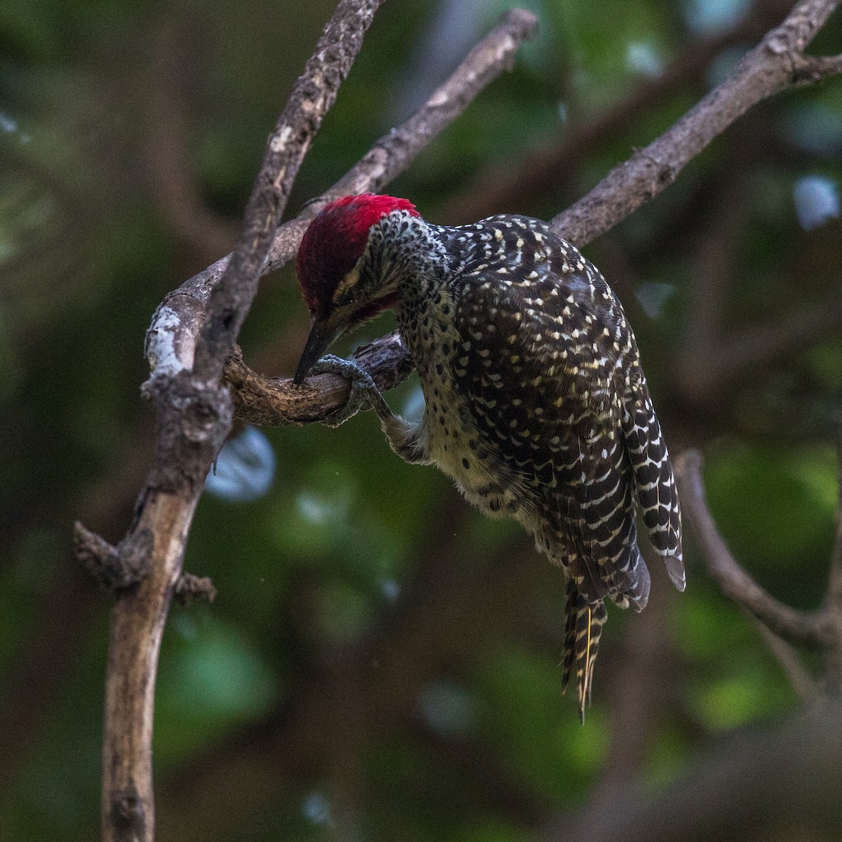 Nubian Woodpecker - ML152203031