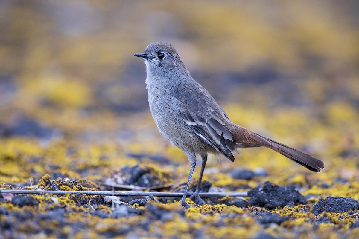 Southern Scrub-Robin - Laurie Ross | Tracks Birding & Photography Tours