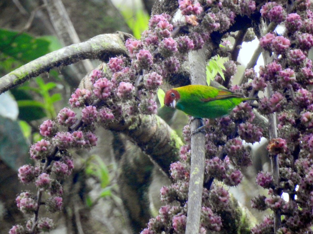 Rufous-winged Tanager - ML152203621