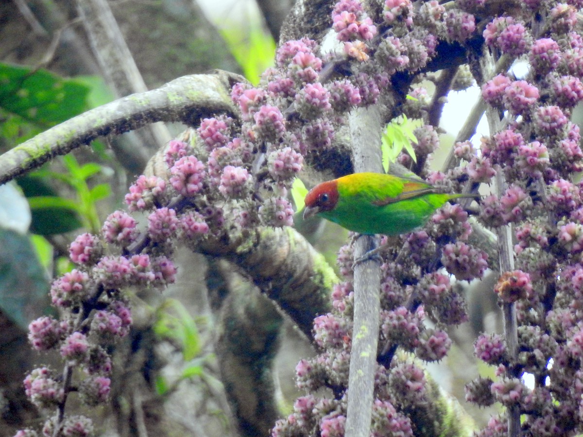 Rufous-winged Tanager - ML152203641