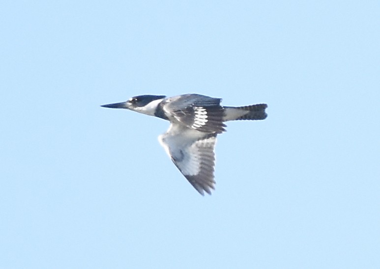Belted Kingfisher - Kevin McGann