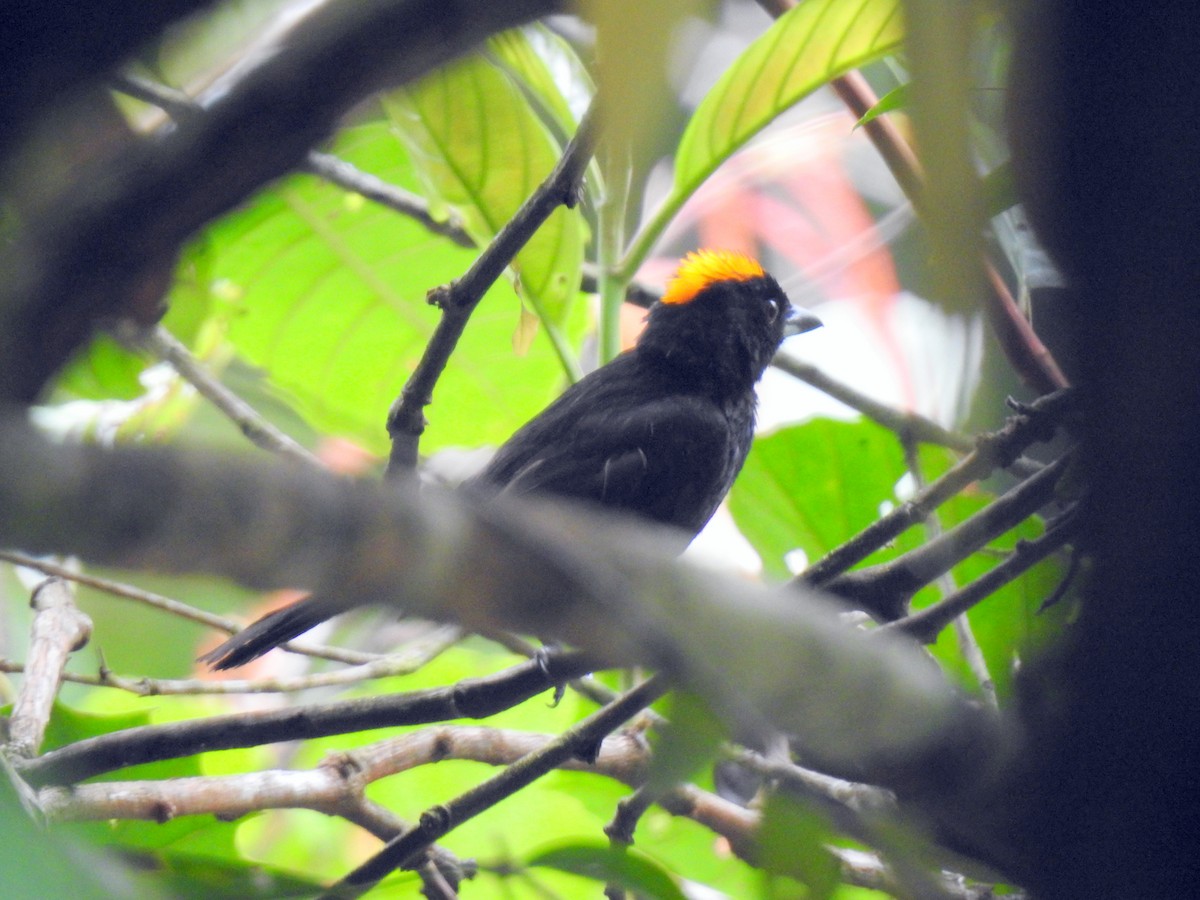 Tawny-crested Tanager - ML152204291