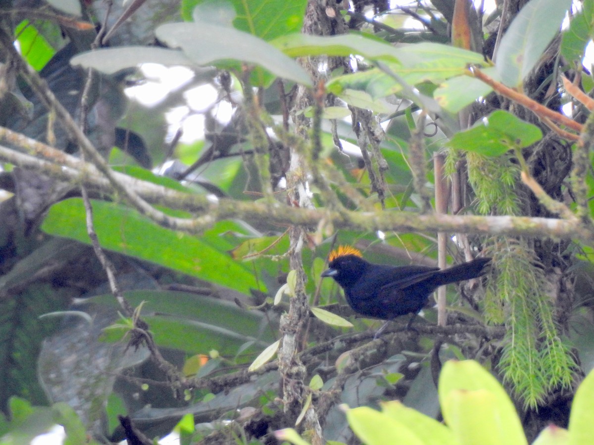Tawny-crested Tanager - ML152204331