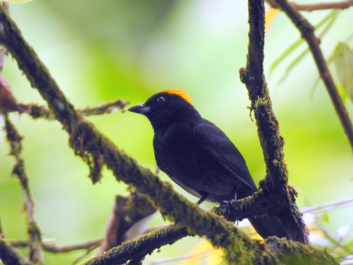 Tawny-crested Tanager - ML152204351