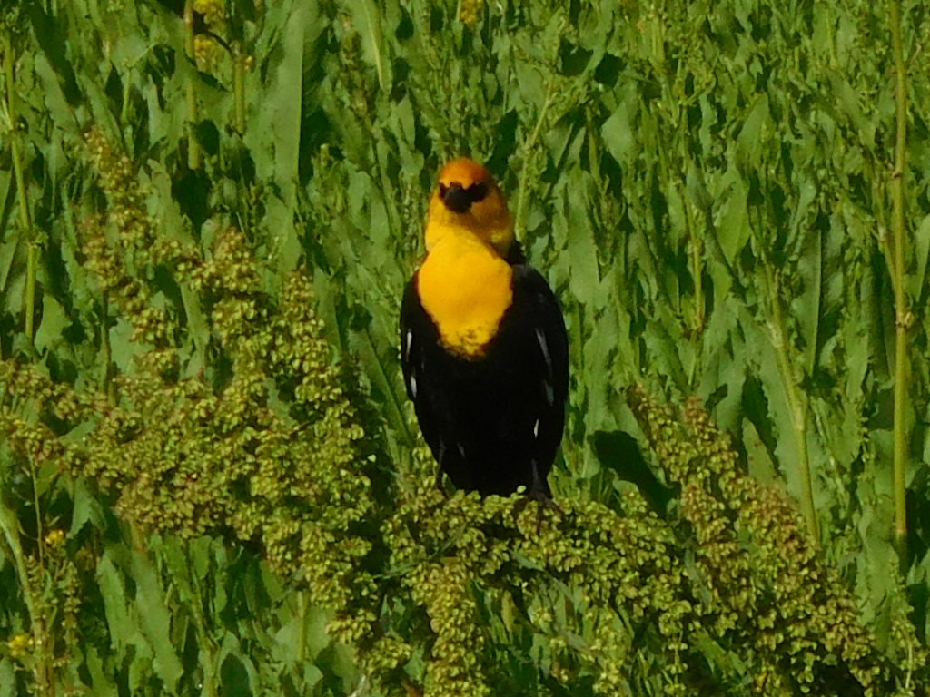 Yellow-headed Blackbird - ML152204551