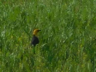 Yellow-headed Blackbird - ML152204571