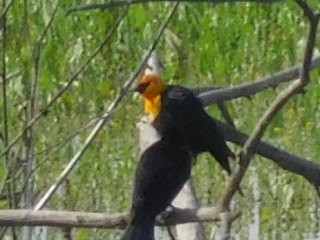 Yellow-headed Blackbird - ML152204581