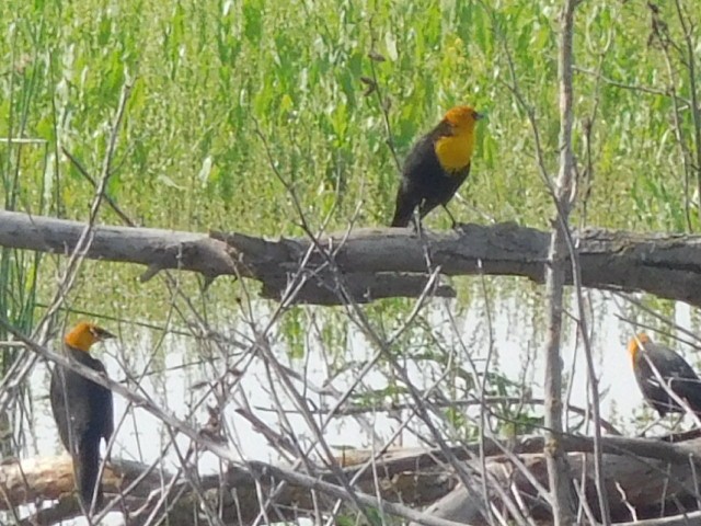 Yellow-headed Blackbird - ML152204591