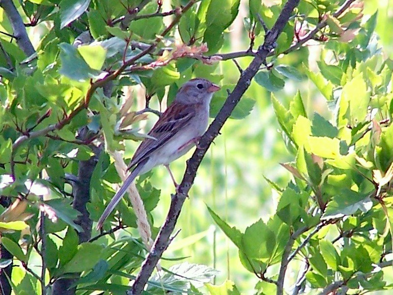 Field Sparrow - Urs Geiser