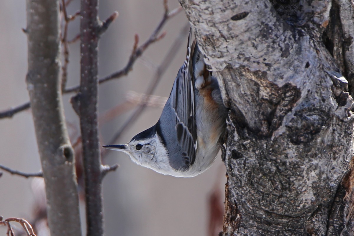 White-breasted Nuthatch - Rob Routledge