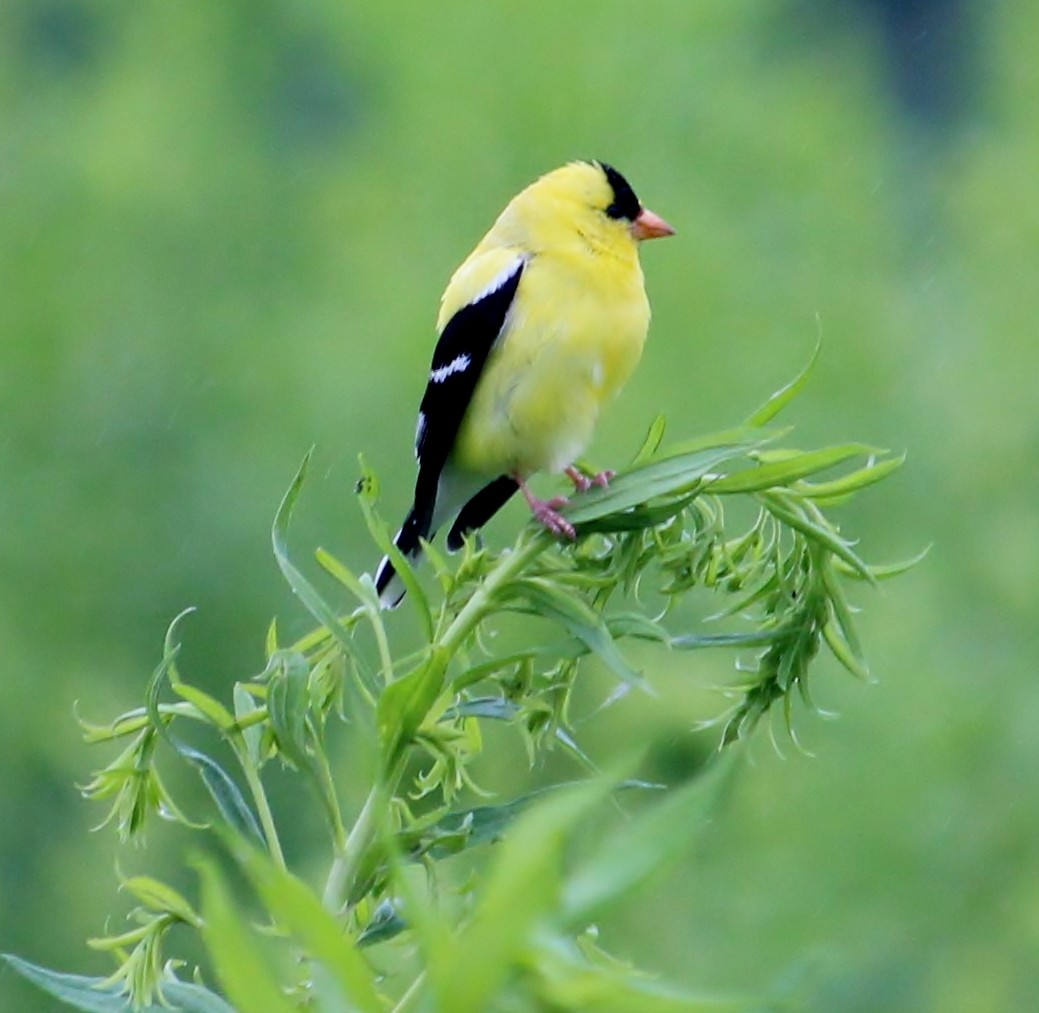 American Goldfinch - Theresa Gessing