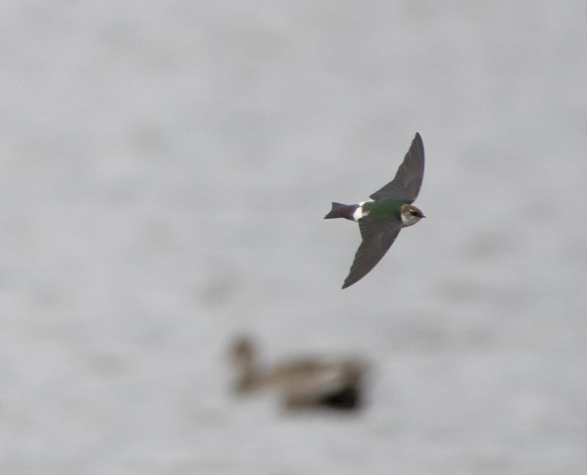 Violet-green Swallow - Ken Pitts