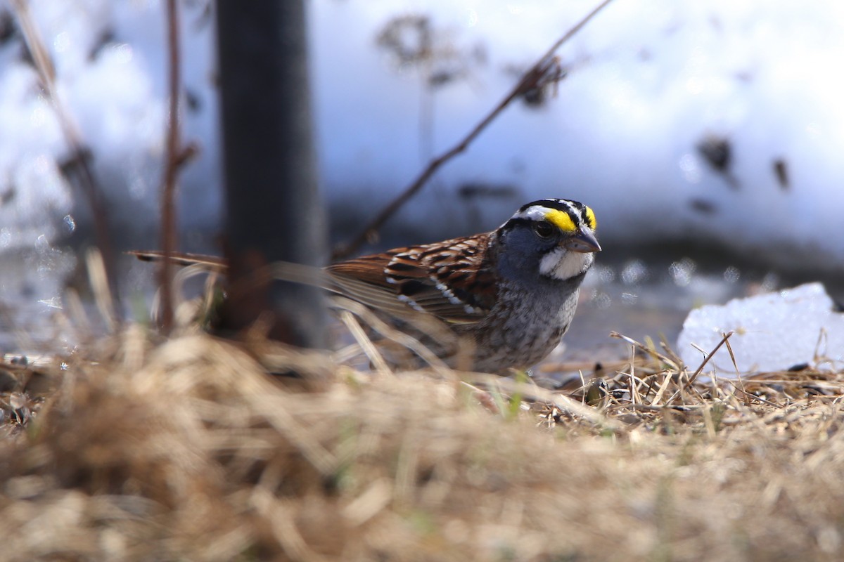 White-throated Sparrow - Rob Routledge