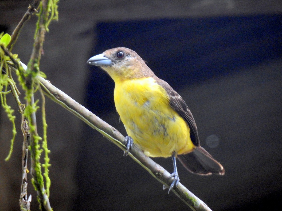 Flame-rumped Tanager - ML152206321