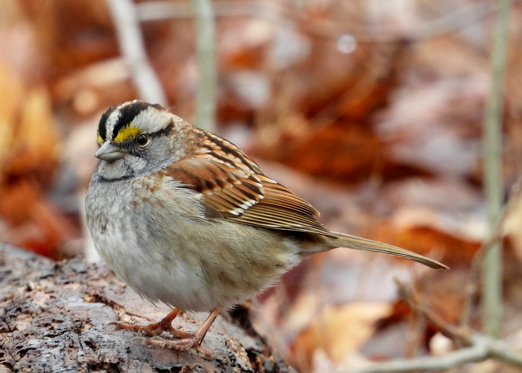 White-throated Sparrow - Tim Ward