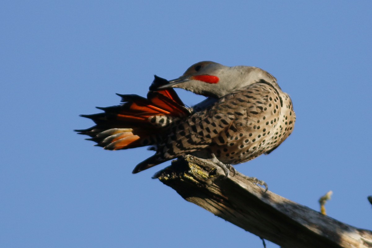 Northern Flicker (Red-shafted) - ML152208291