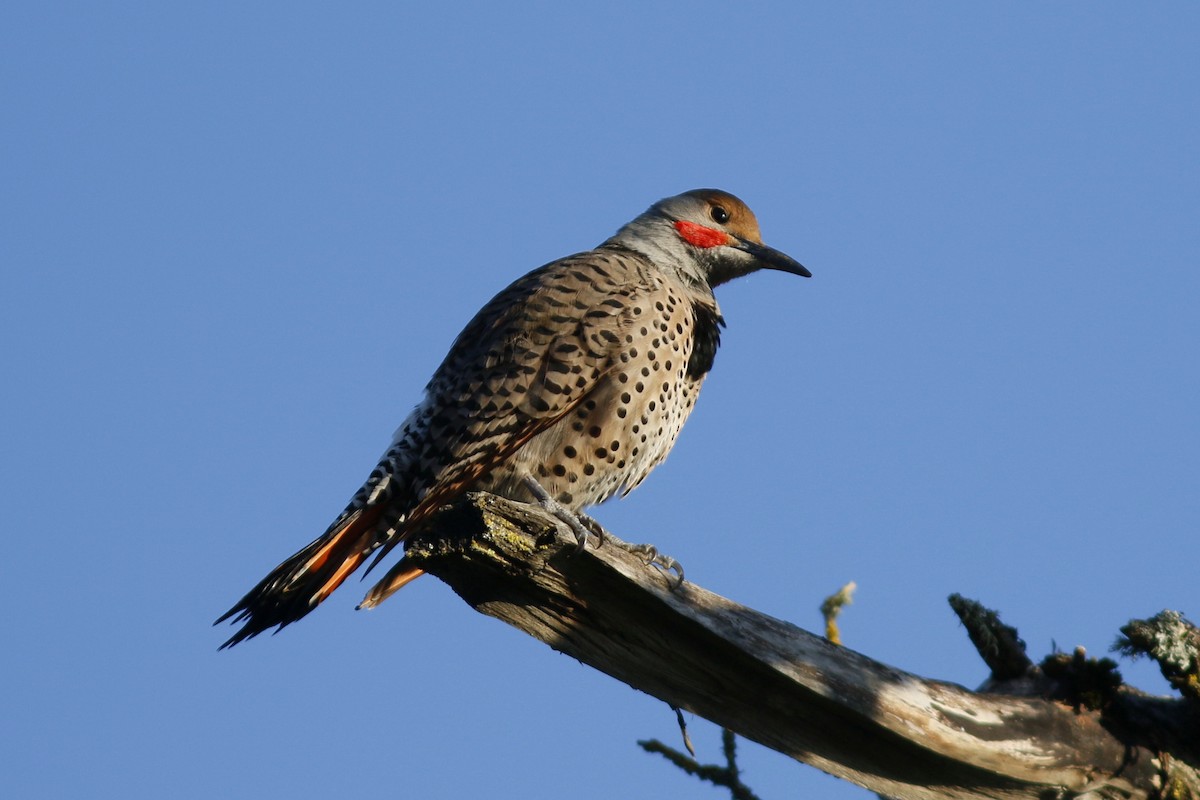Northern Flicker (Red-shafted) - ML152208321