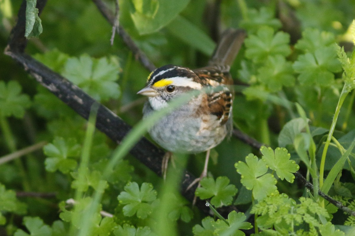 White-throated Sparrow - ML152208591
