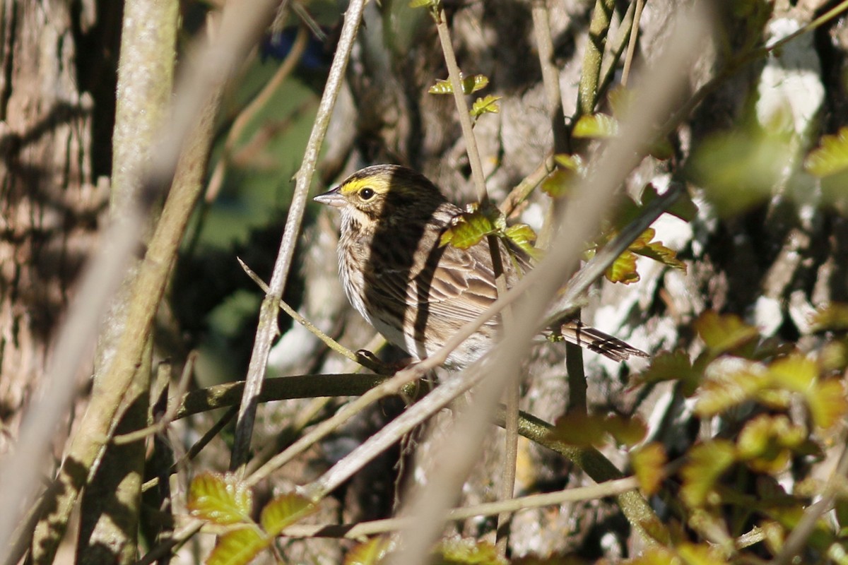 Savannah Sparrow - ML152208621