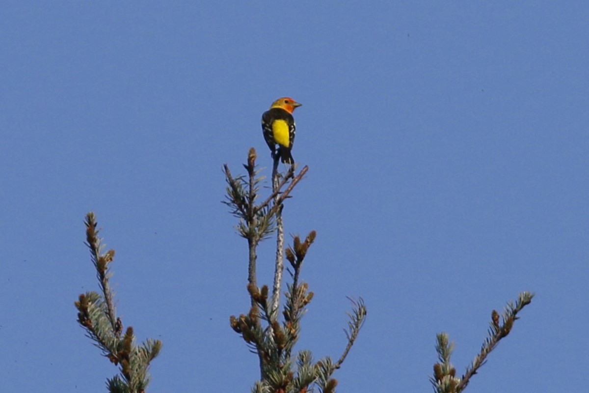 Western Tanager - ML152208711