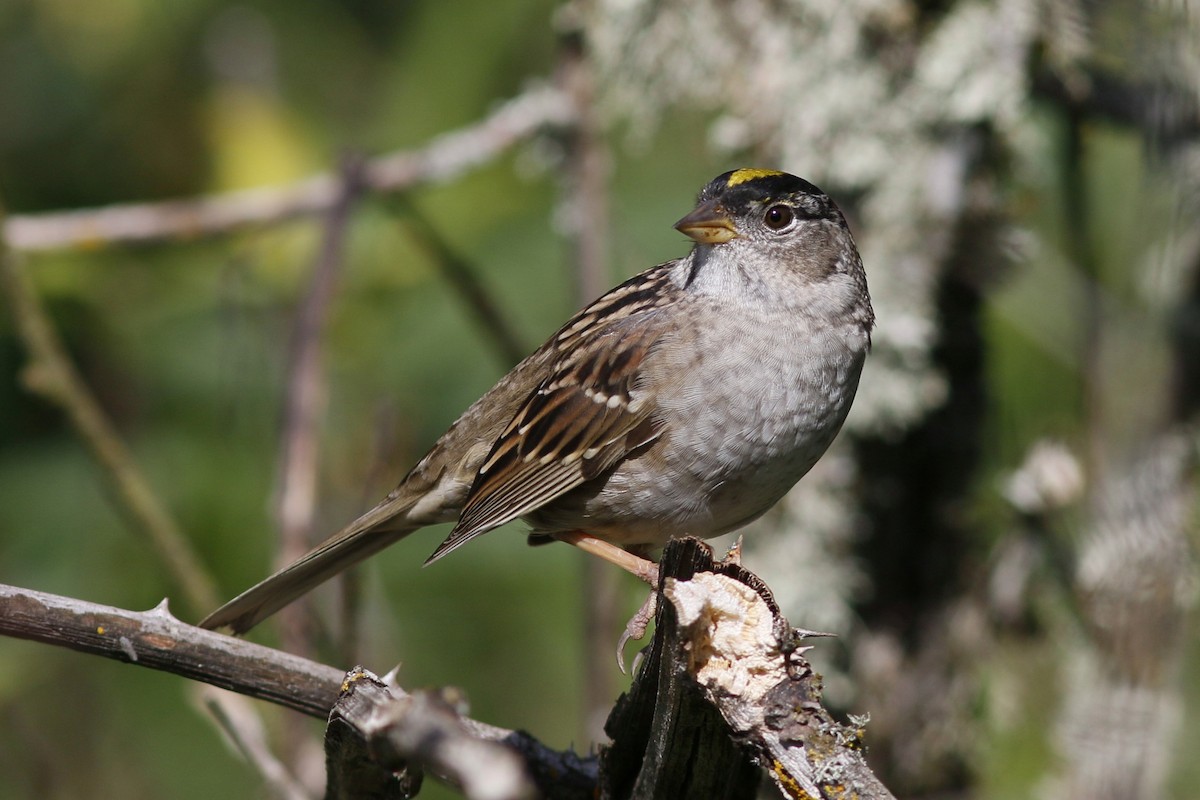 Golden-crowned Sparrow - ML152208891