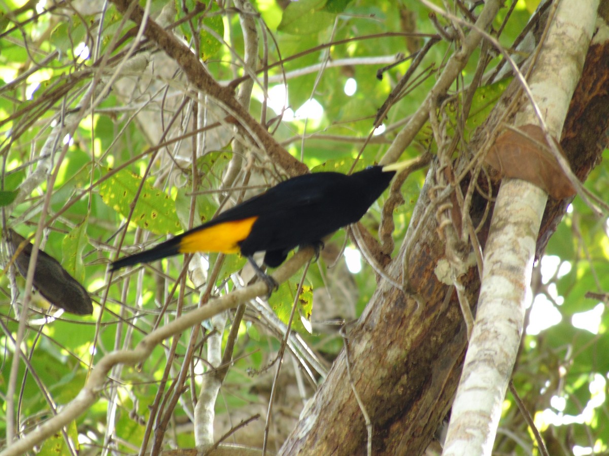 Yellow-rumped Cacique - Lance d'Ar