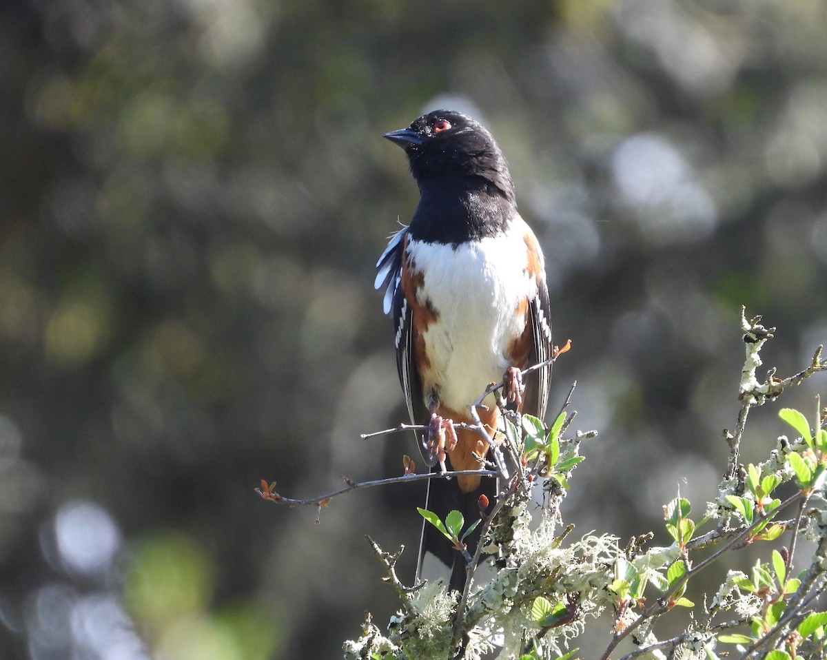 Spotted Towhee - Pair of Wing-Nuts