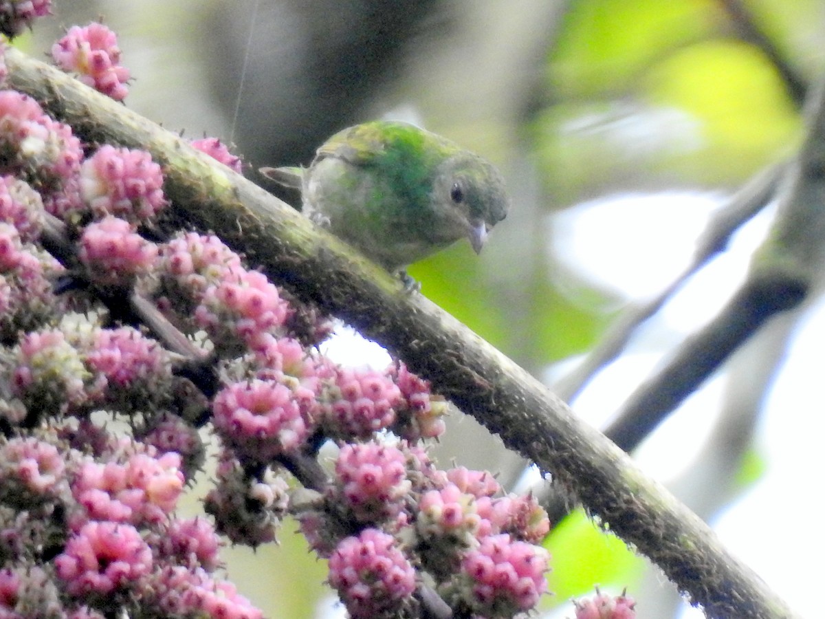 Rufous-winged Tanager - ML152210611