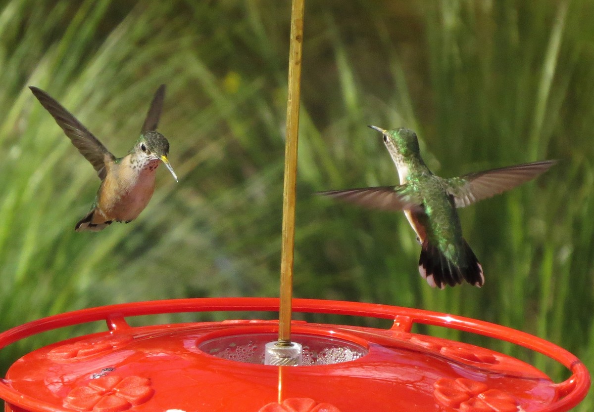 Calliope Hummingbird - ML152210781