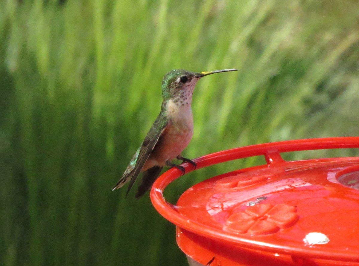 Calliope Hummingbird - ML152210821