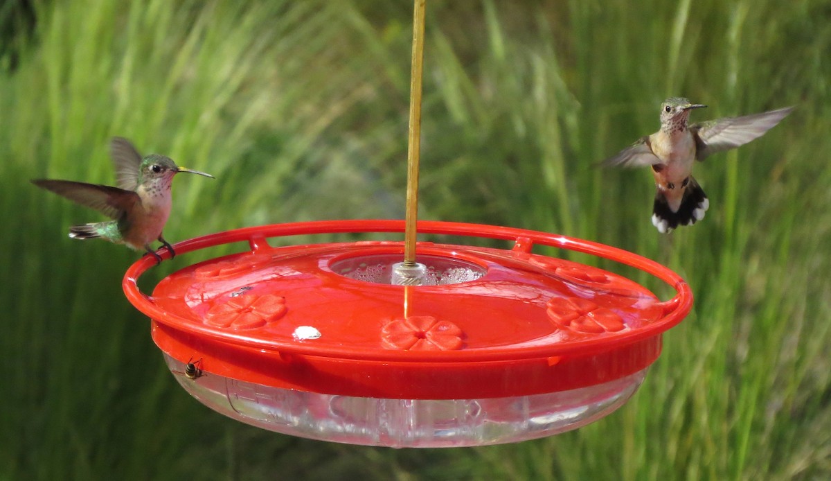 Calliope Hummingbird - ML152210911