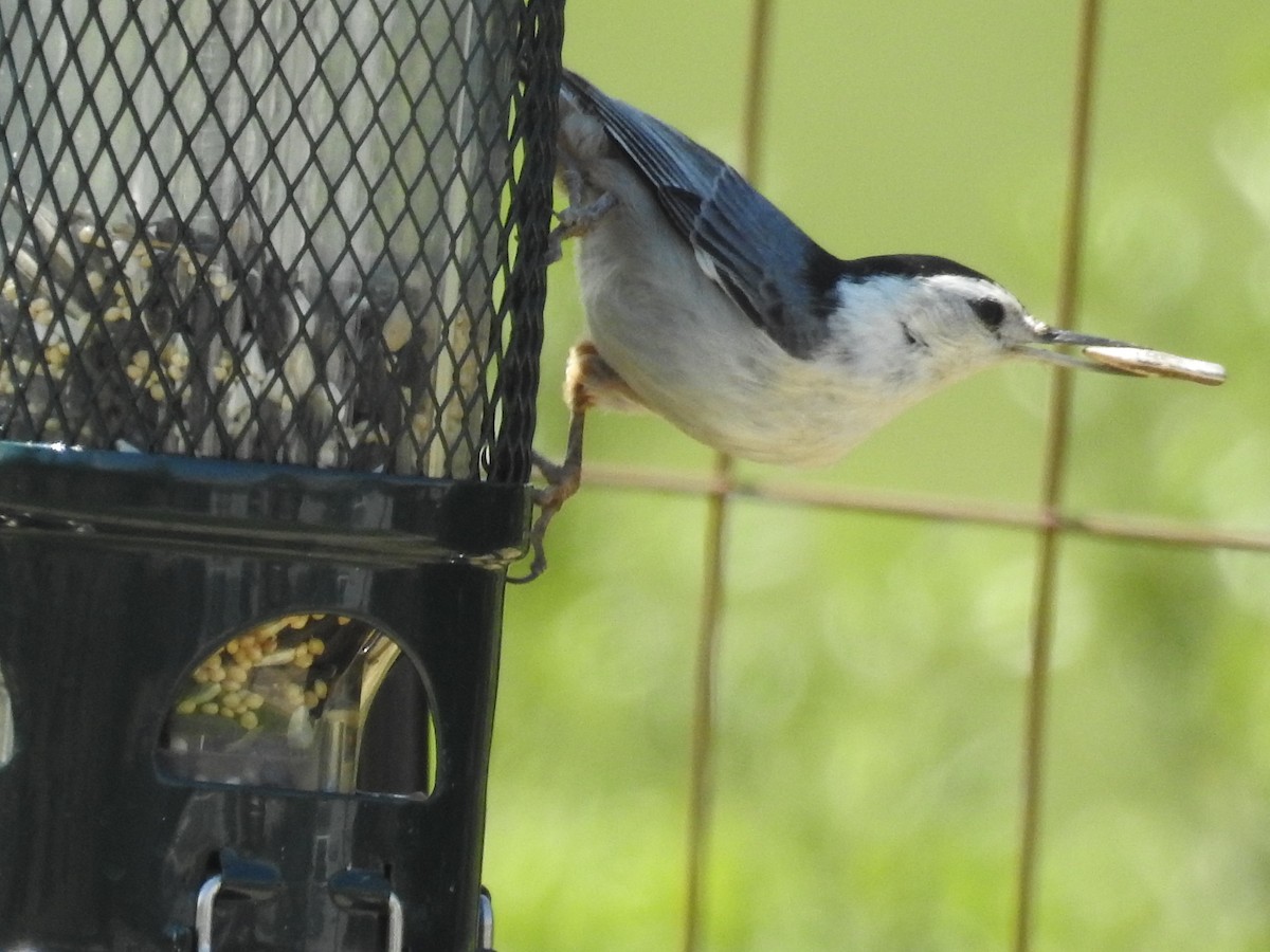 White-breasted Nuthatch - Ananth Ramaswamy