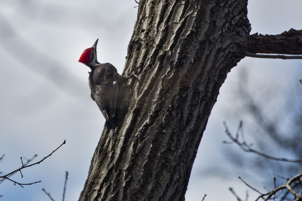Pileated Woodpecker - Janet Haugen