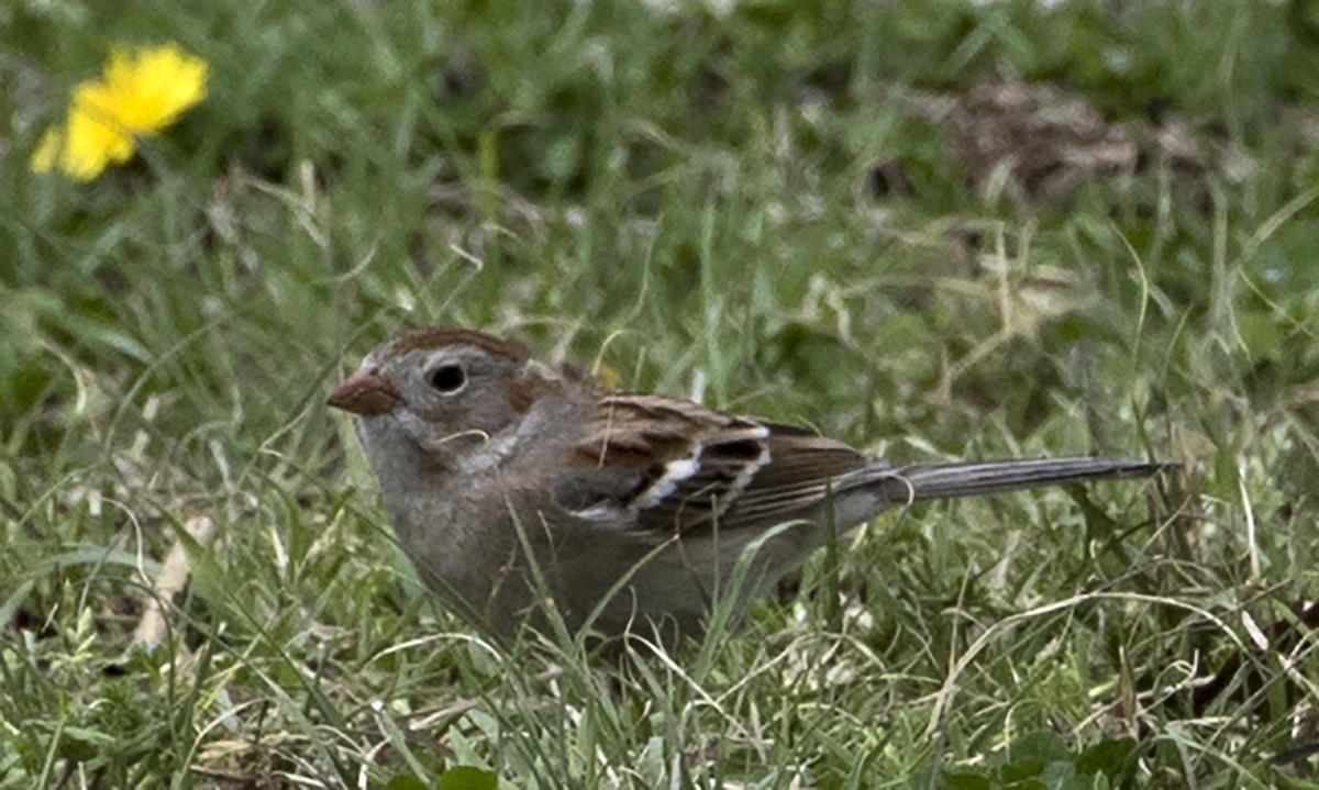 Field Sparrow - Jason Lott