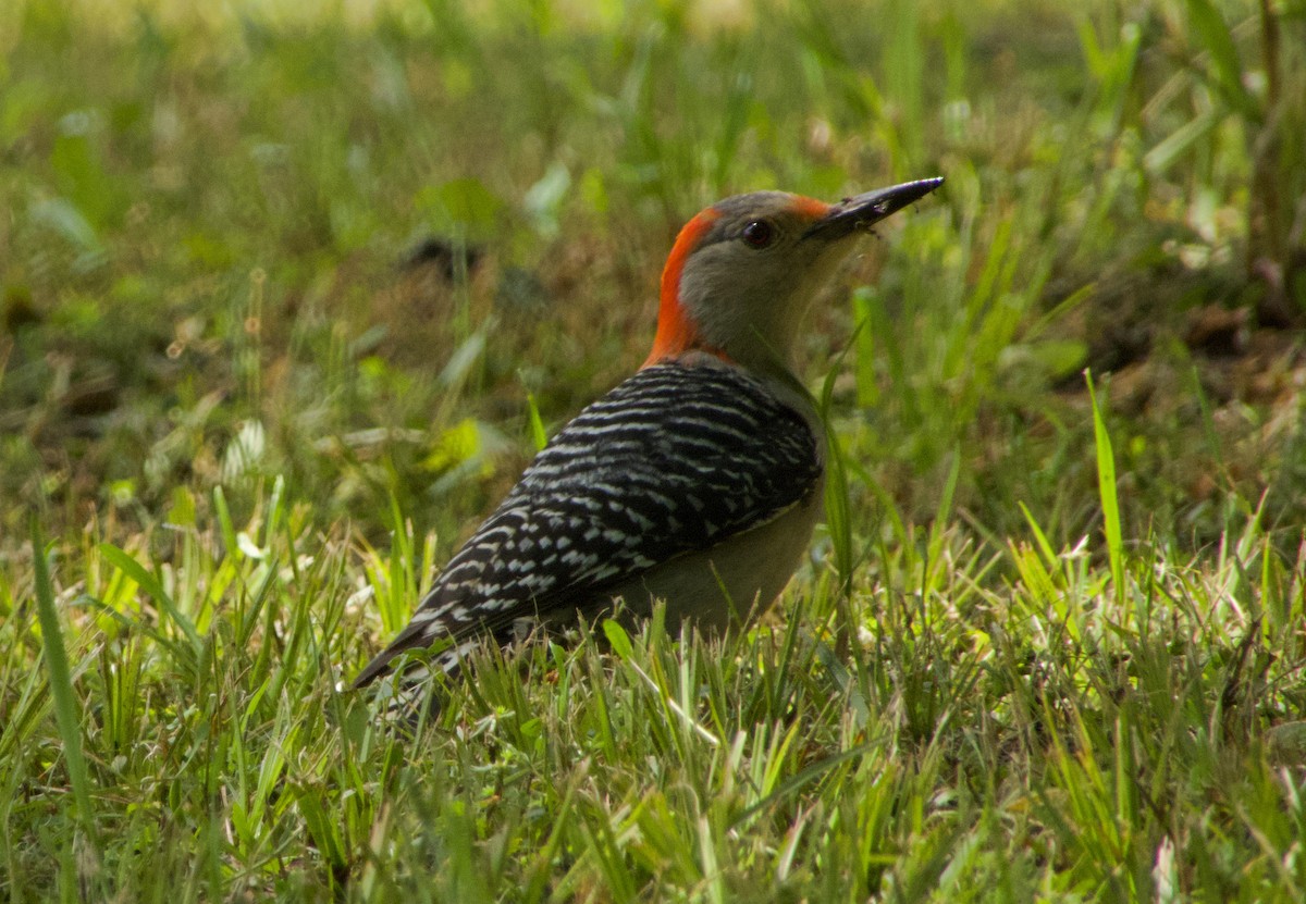 Red-bellied Woodpecker - ML152213101
