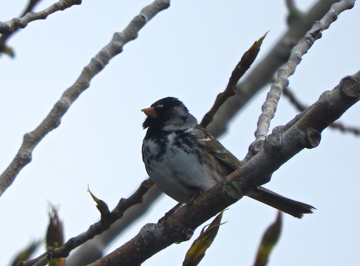 Harris's Sparrow - ML152215181