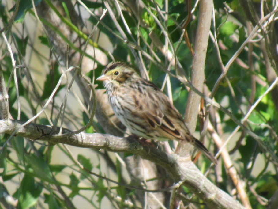 Savannah Sparrow (Savannah) - Eric Plage