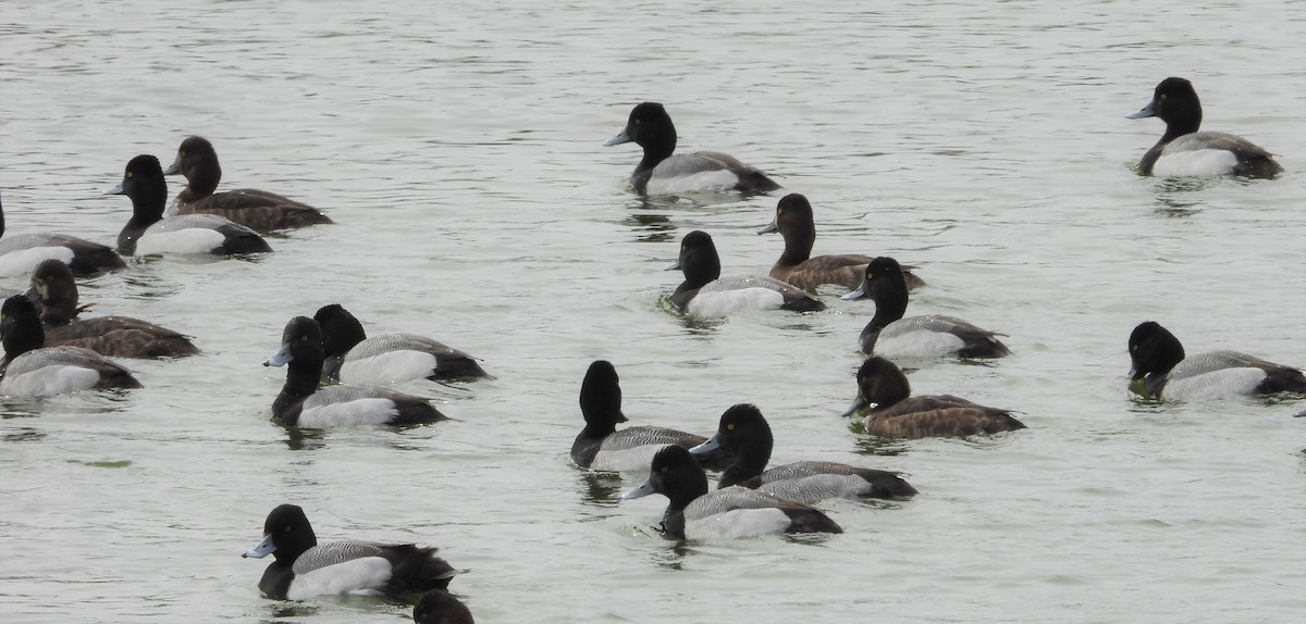 Lesser Scaup - Dale Floer