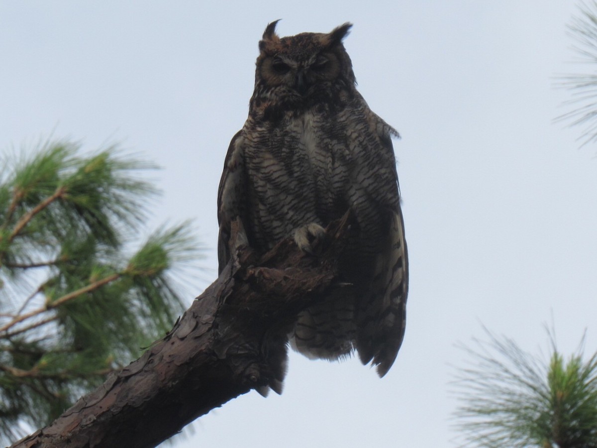 Great Horned Owl - Eric Plage