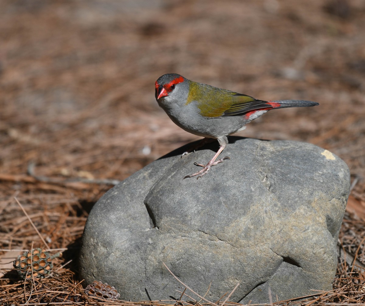 Red-browed Firetail - ML152218611