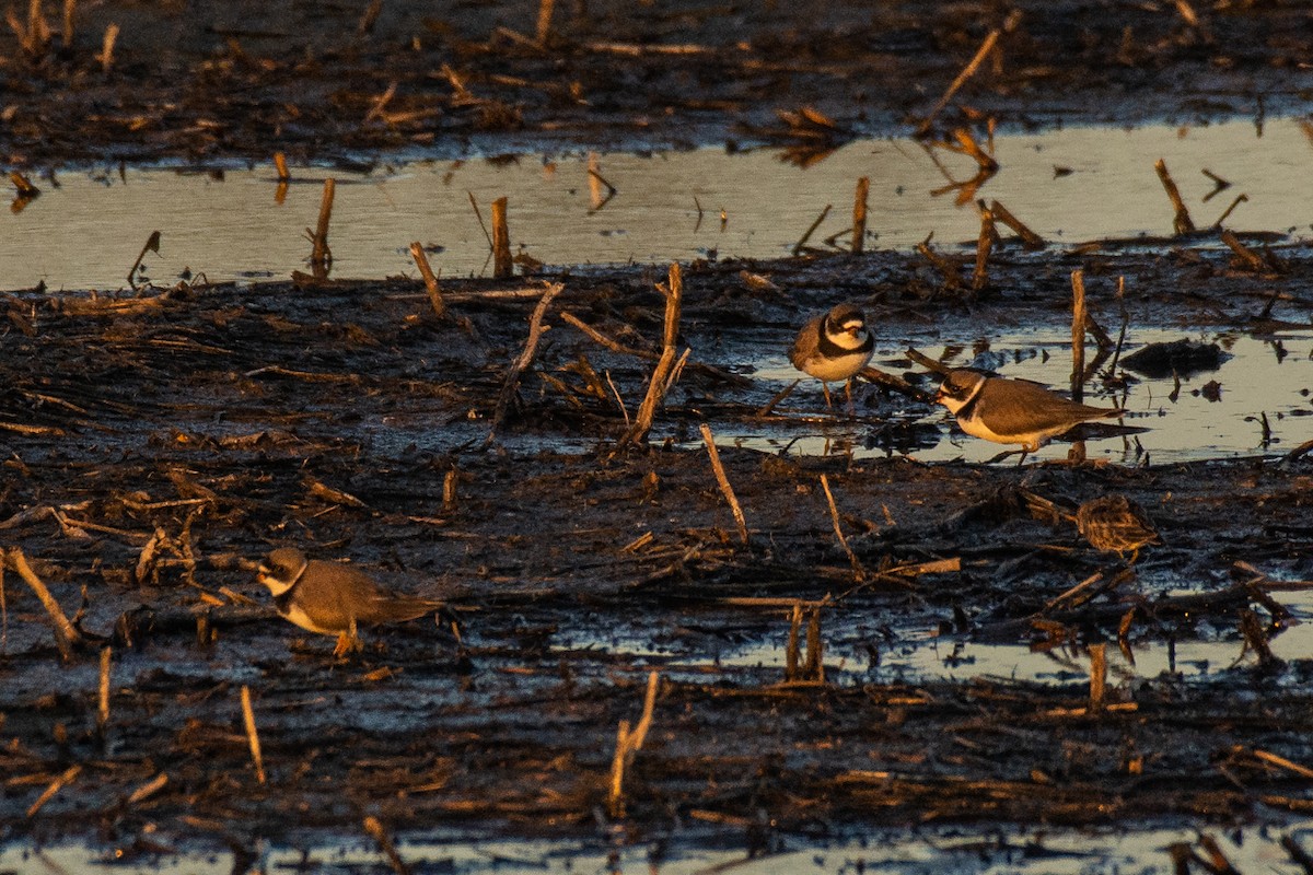 Semipalmated Plover - ML152219161