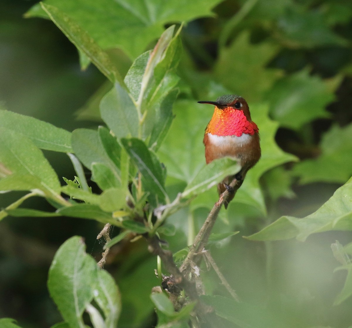 Allen's Hummingbird - Jonah  Benningfield