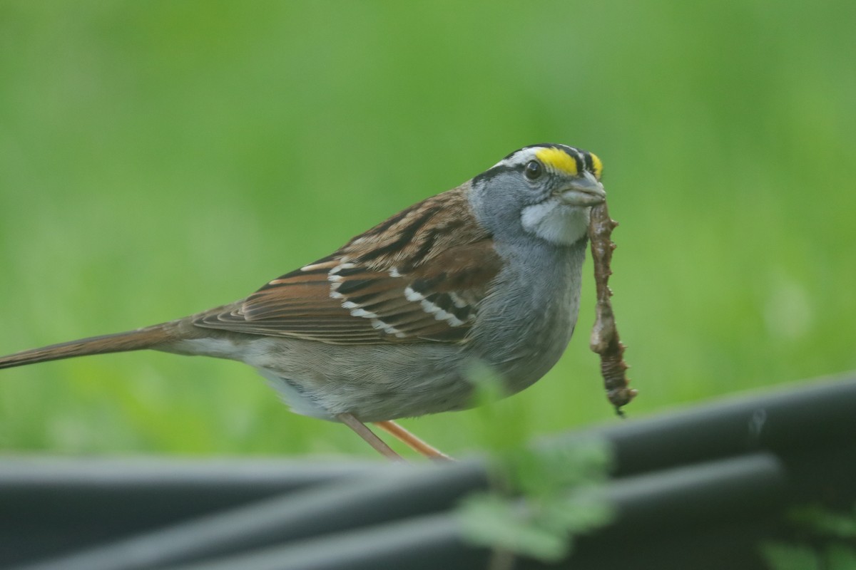 White-throated Sparrow - Warren Cronan