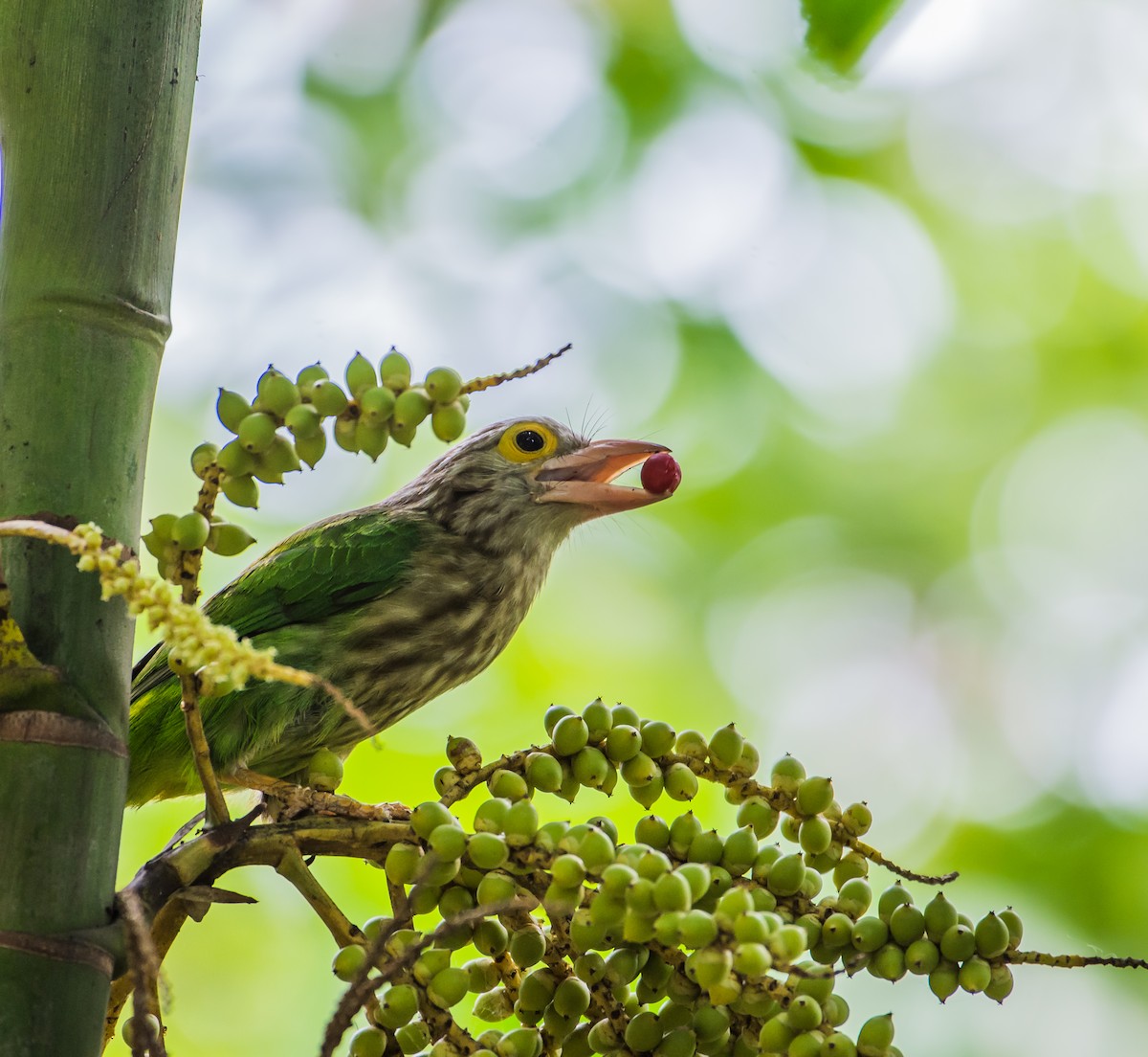 Lineated Barbet - ML152222791