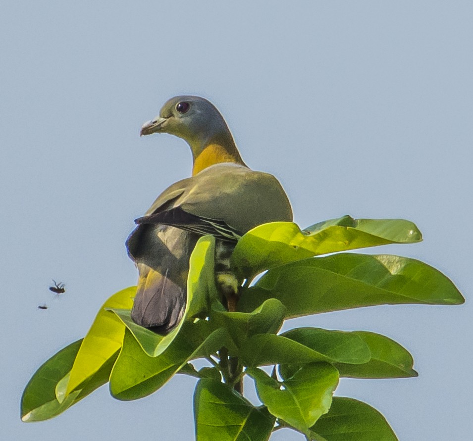 Yellow-footed Green-Pigeon - Arunava Bhattacharjee