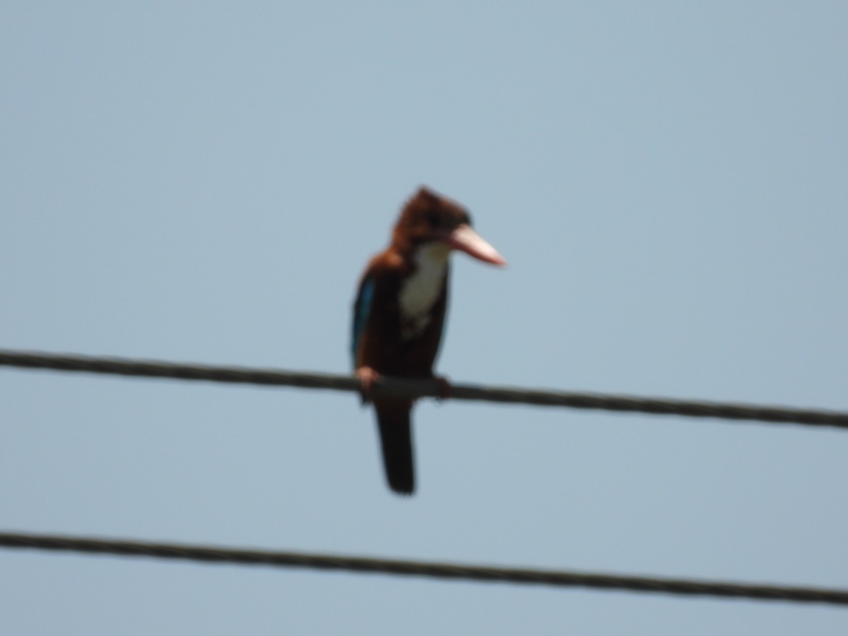 White-throated Kingfisher - Lakshmikant Neve